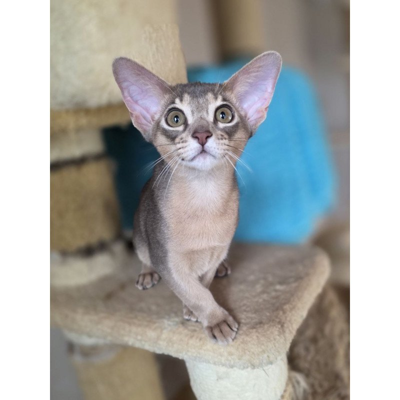 Abyssinian AP Ramses