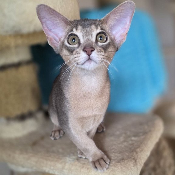 Abyssinian AP Ramses