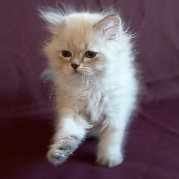 Siberian Mikhey