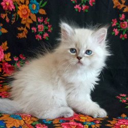 Siberian Mikhey