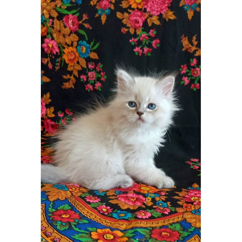Siberian Mikhey