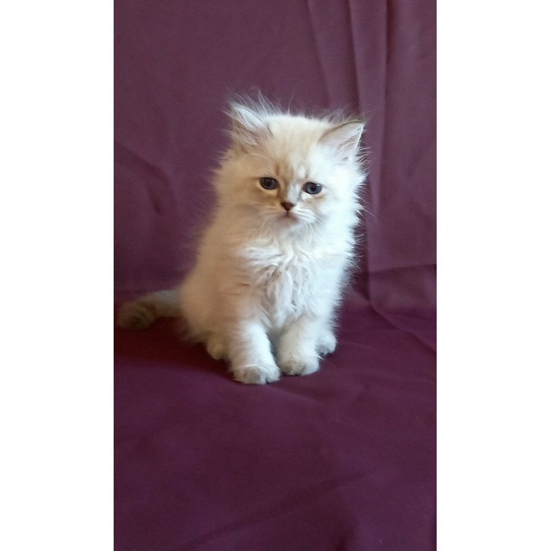 Siberian Mikhey