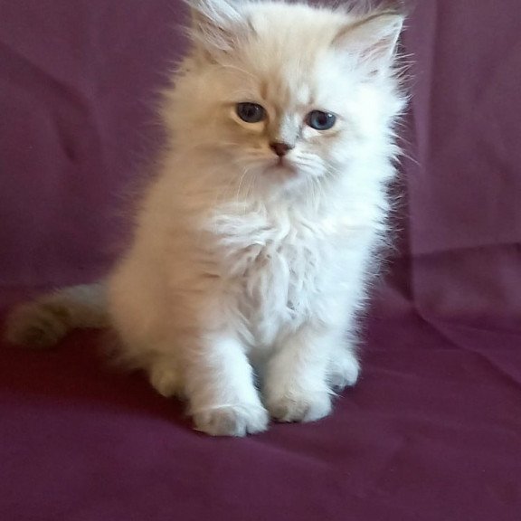 Siberian Mikhey