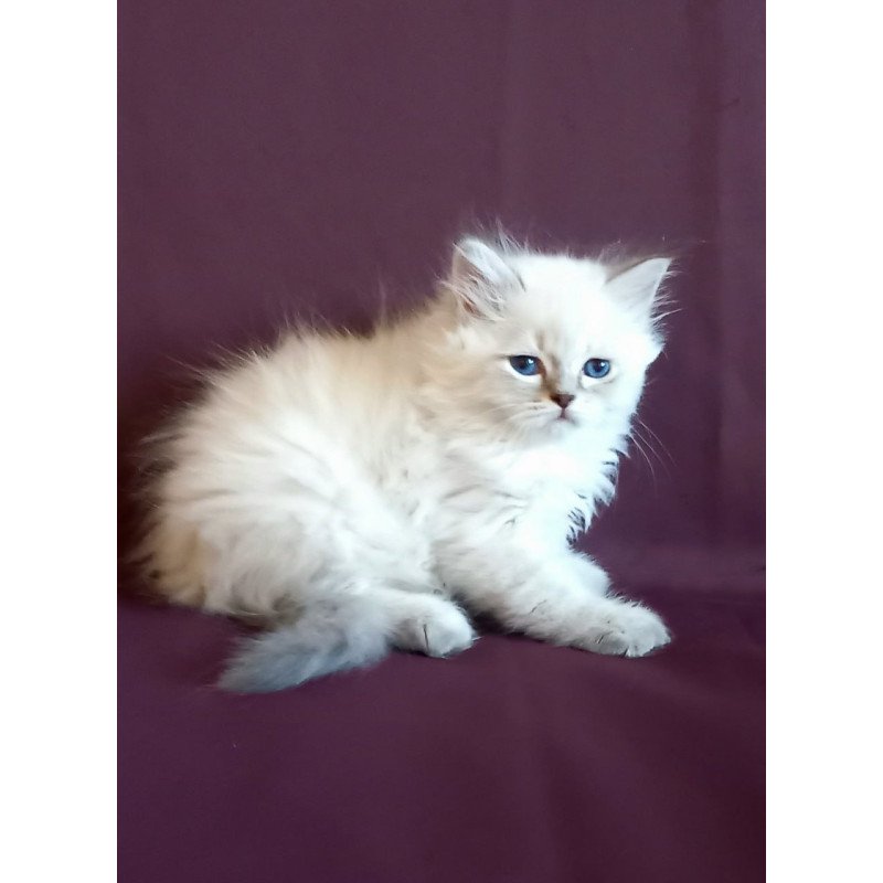 Siberian Mikhey