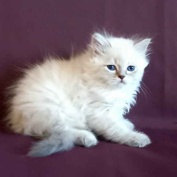Siberian Mikhey