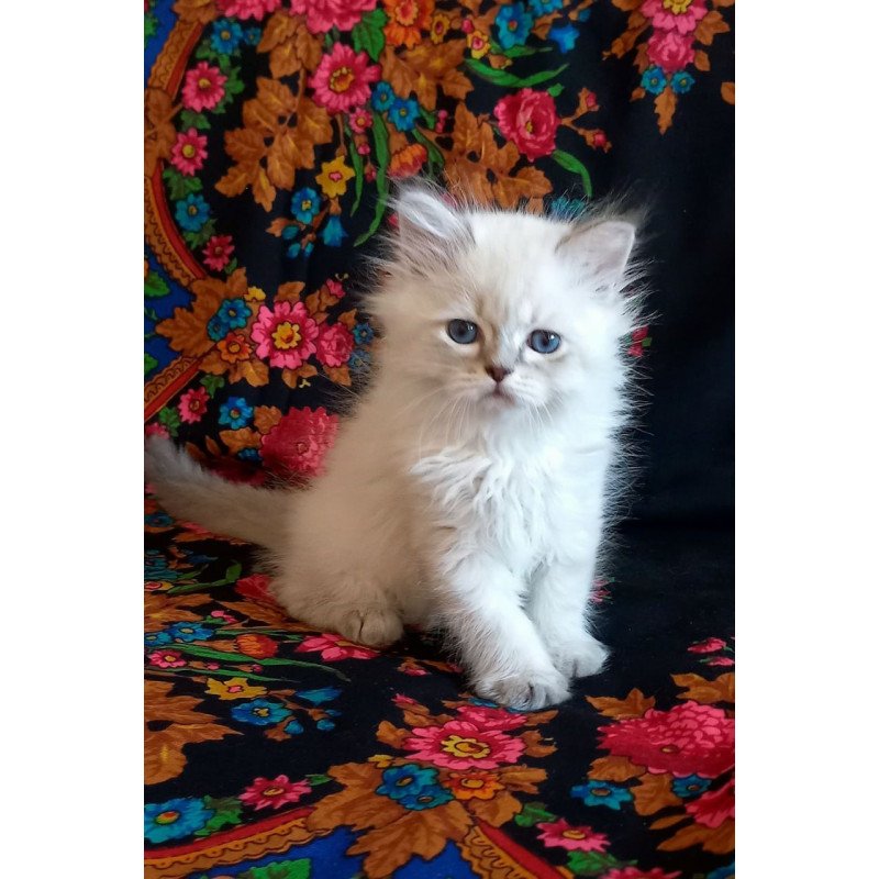 Siberian Mikhey