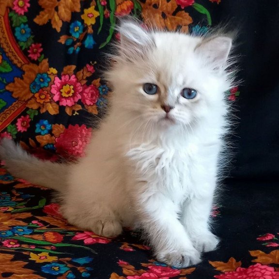 Siberian Mikhey