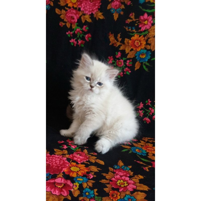 Siberian Mikhey