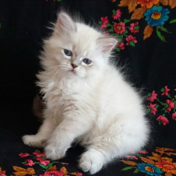 Siberian Mikhey