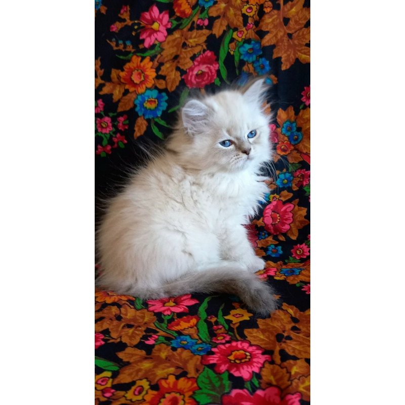 Siberian Mikhey