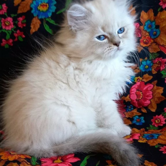 Siberian Mikhey