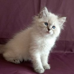 Siberian Marcus