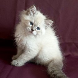 Siberian Marcus