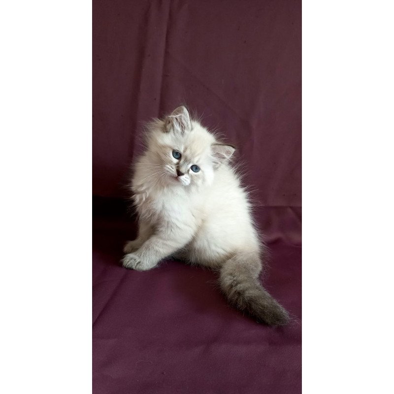 Siberian Marcus