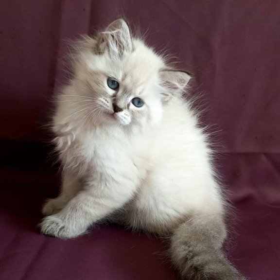 Siberian Marcus