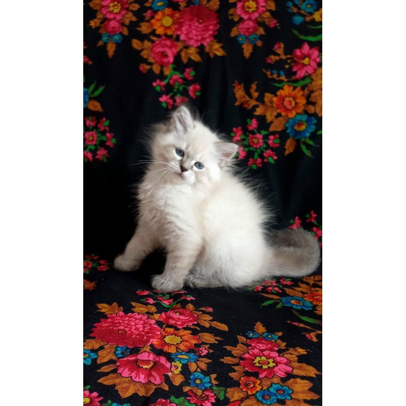 Siberian Marcus