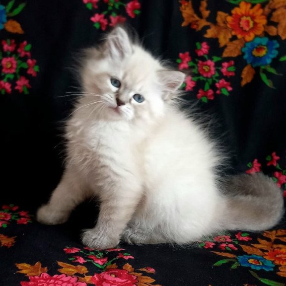 Siberian Marcus