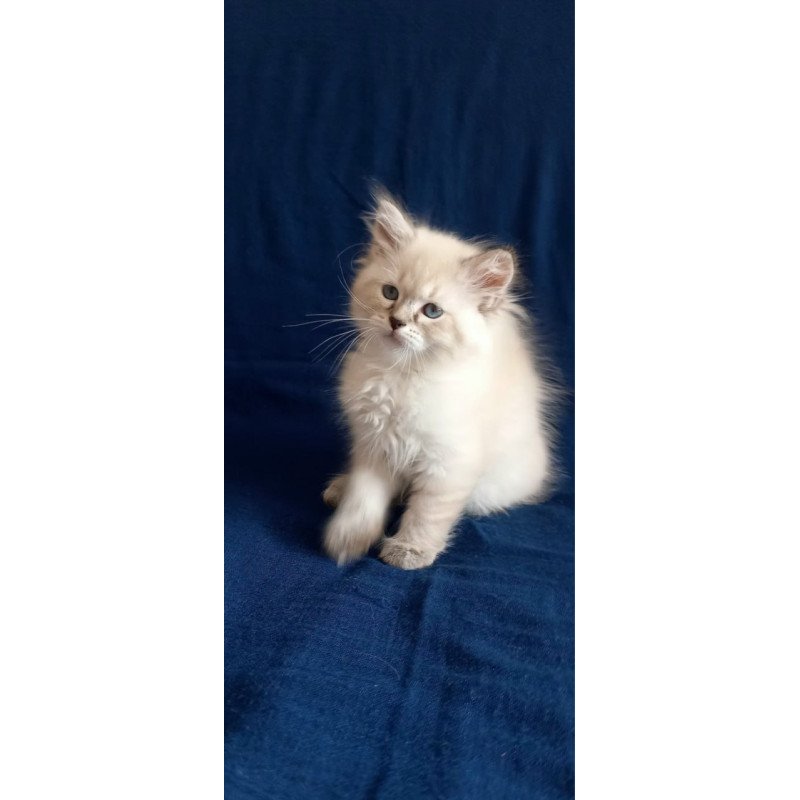 Siberian Marcus