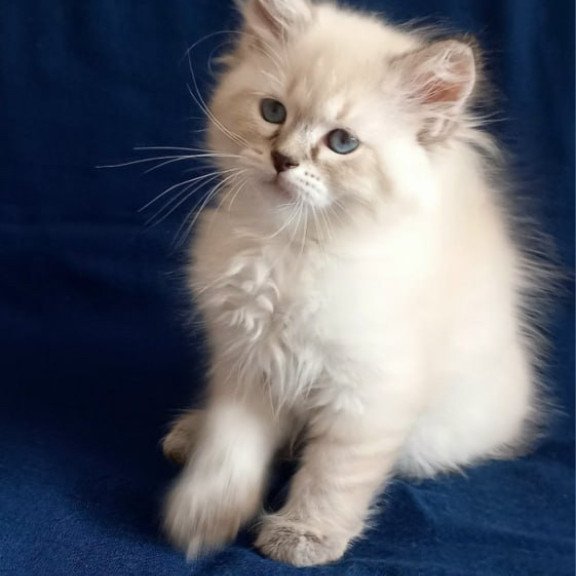 Siberian Marcus
