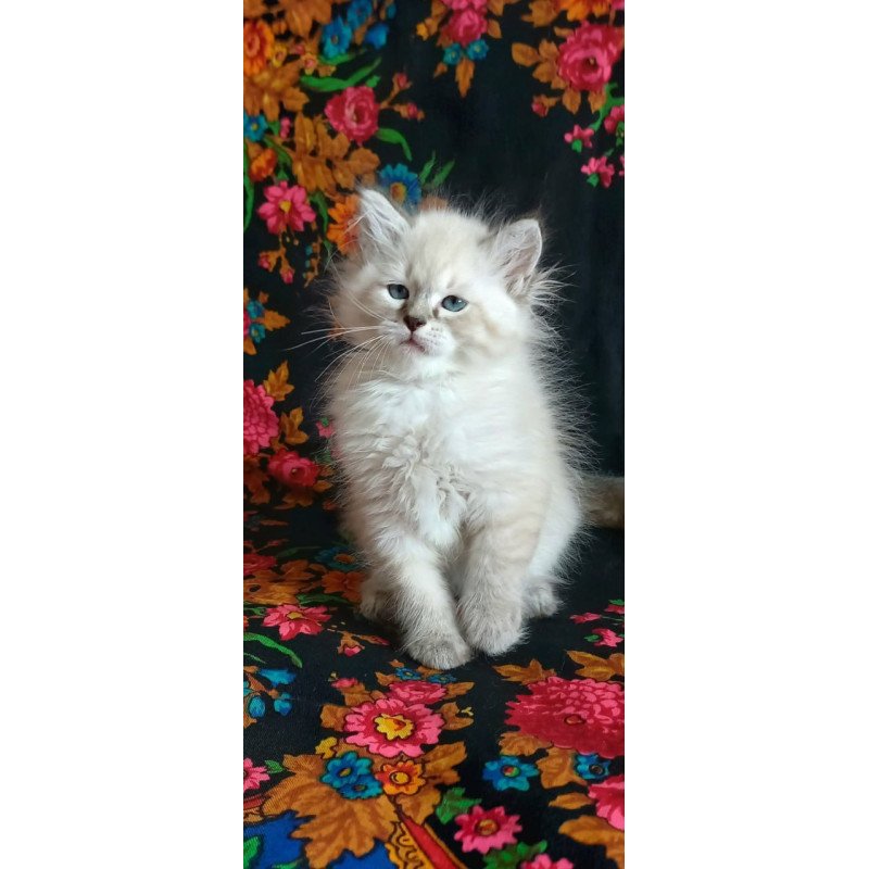 Siberian Marcus