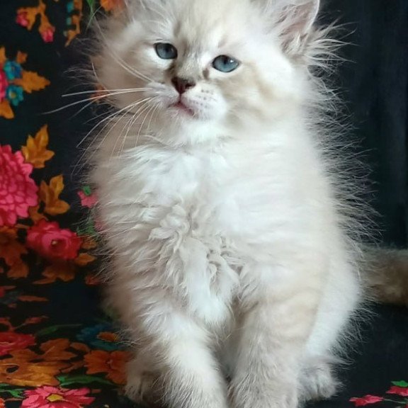 Siberian Marcus