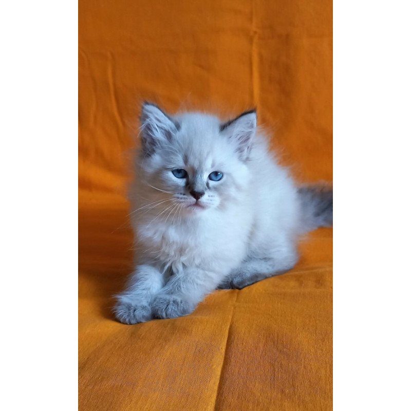 Siberian Marcus