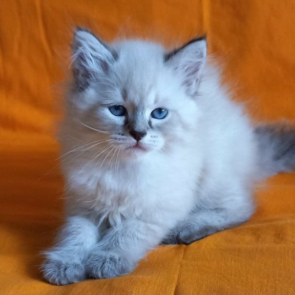 Siberian Marcus
