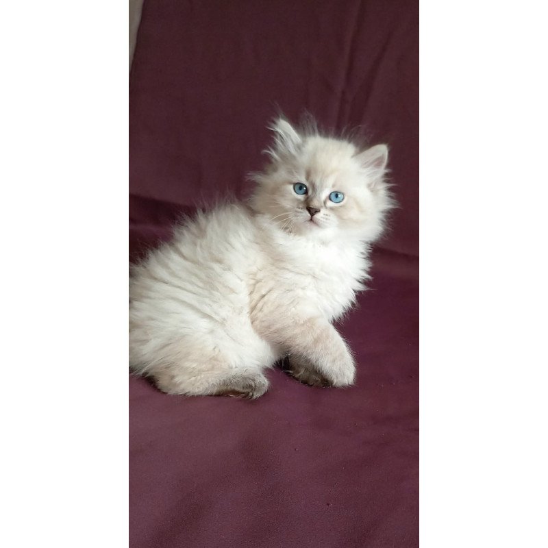 Siberian Maurice
