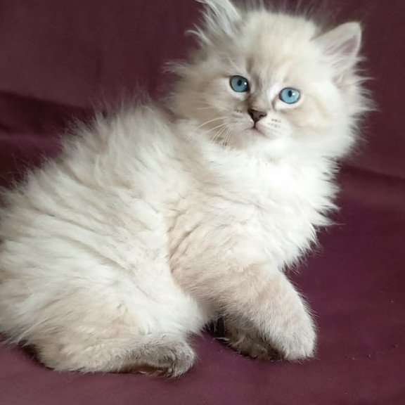 Siberian Maurice