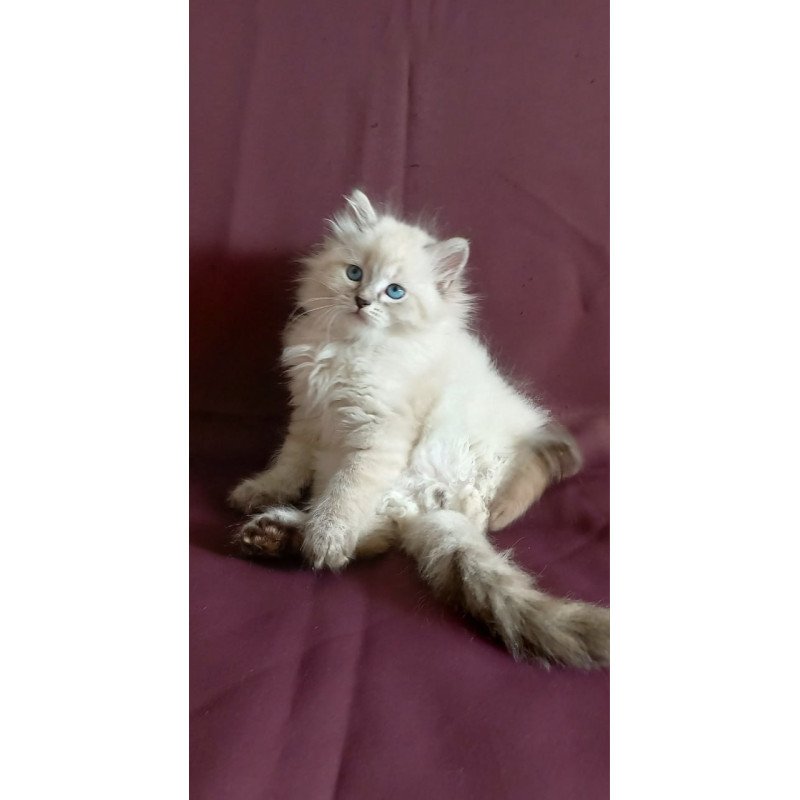 Siberian Maurice