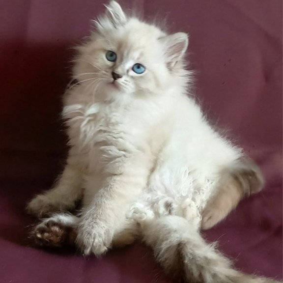 Siberian Maurice
