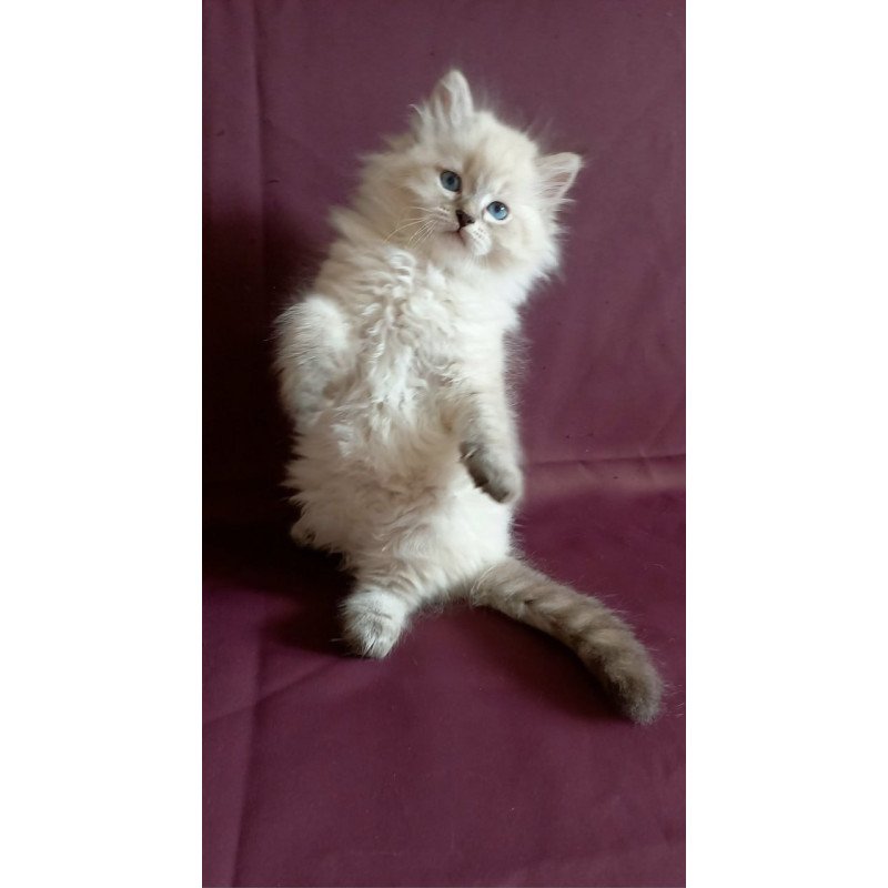 Siberian Maurice