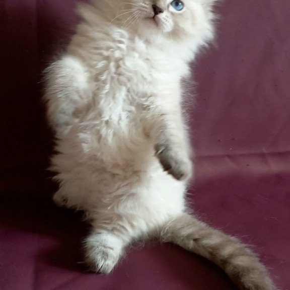Siberian Maurice
