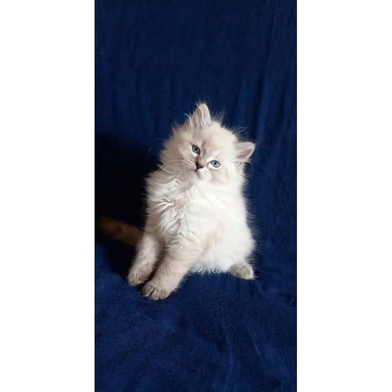 Siberian Maurice