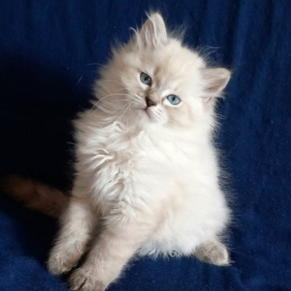 Siberian Maurice