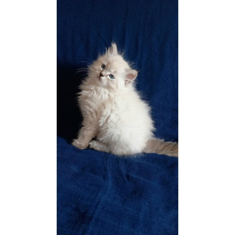 Siberian Maurice