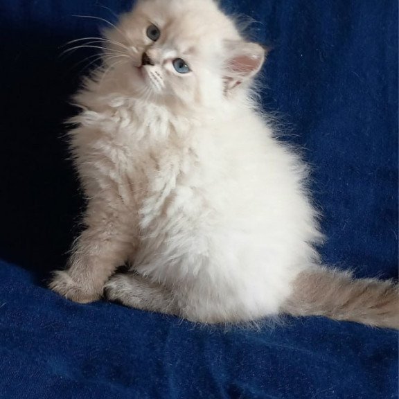 Siberian Maurice