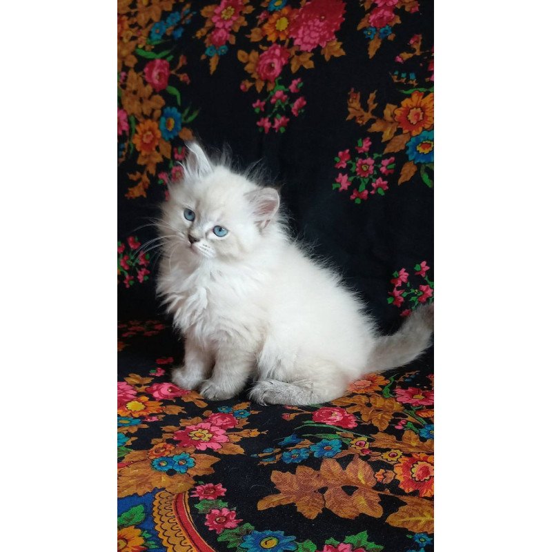 Siberian Maurice