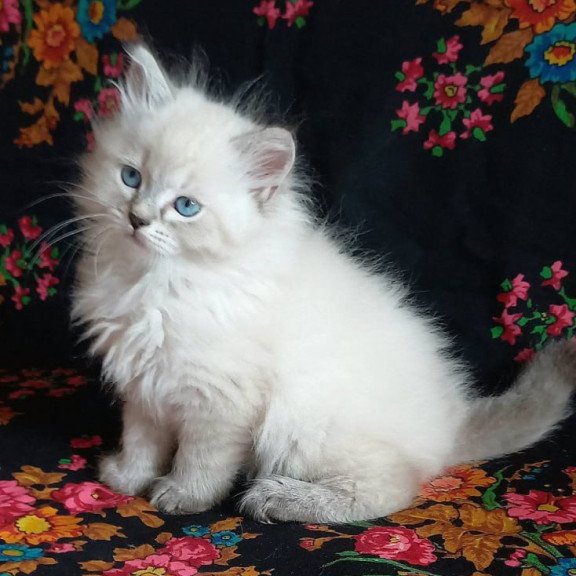 Siberian Maurice