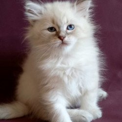 Siberian Medad