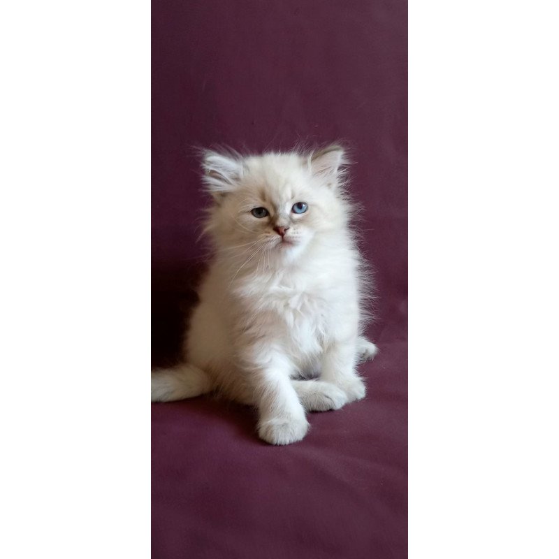 Siberian Medad