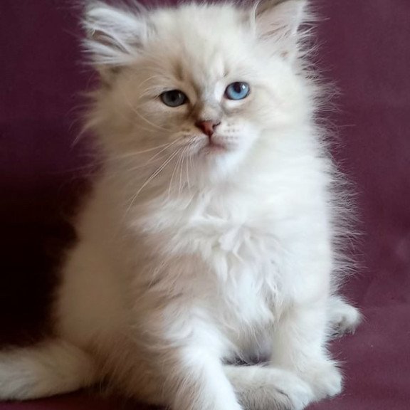 Siberian Medad