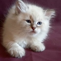 Siberian Medad