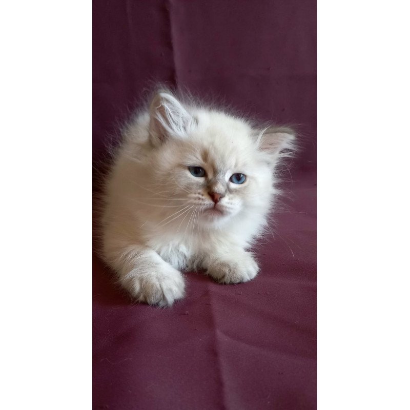 Siberian Medad