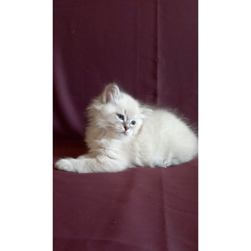 Siberian Medad
