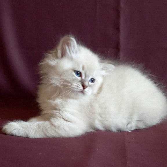 Siberian Medad