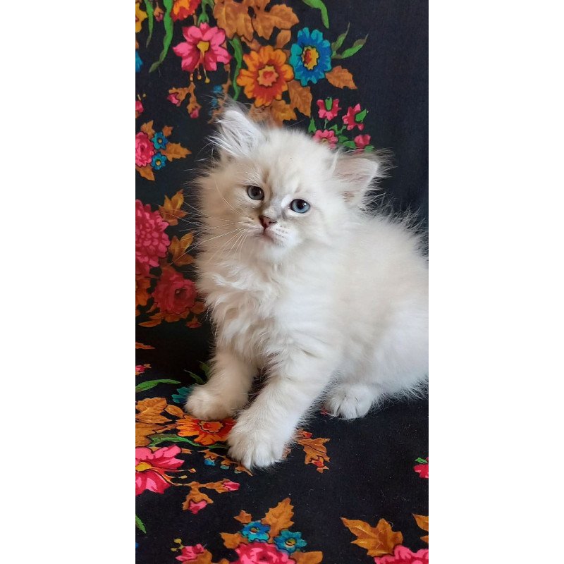 Siberian Medad