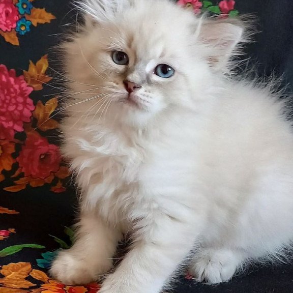 Siberian Medad