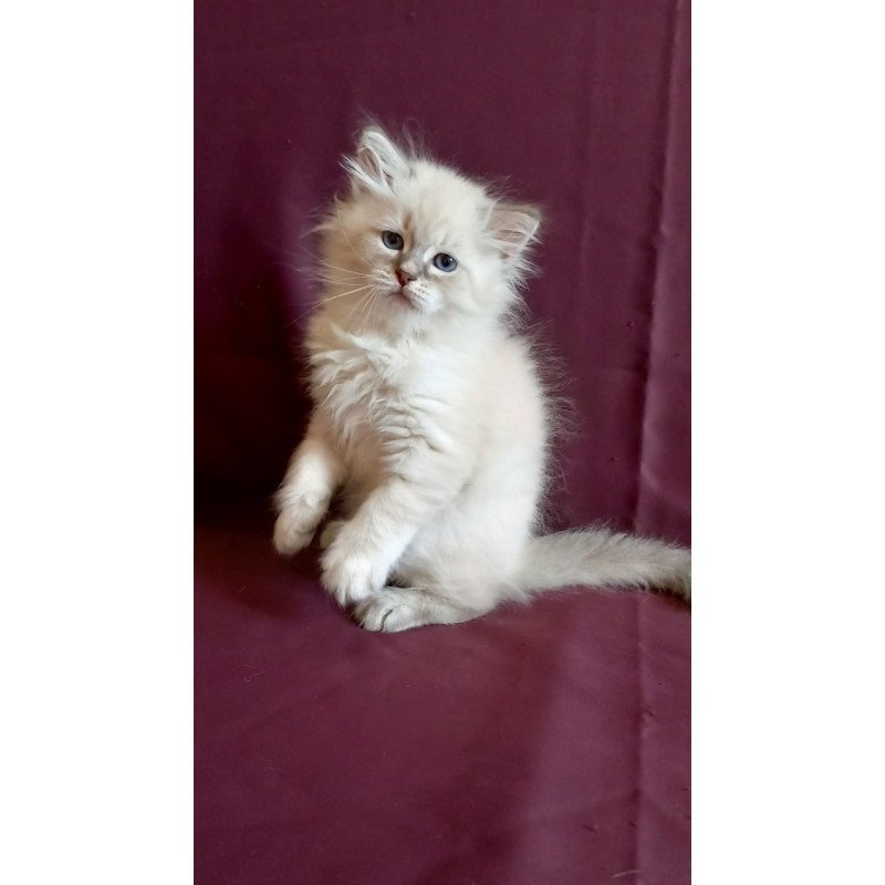 Siberian Medad