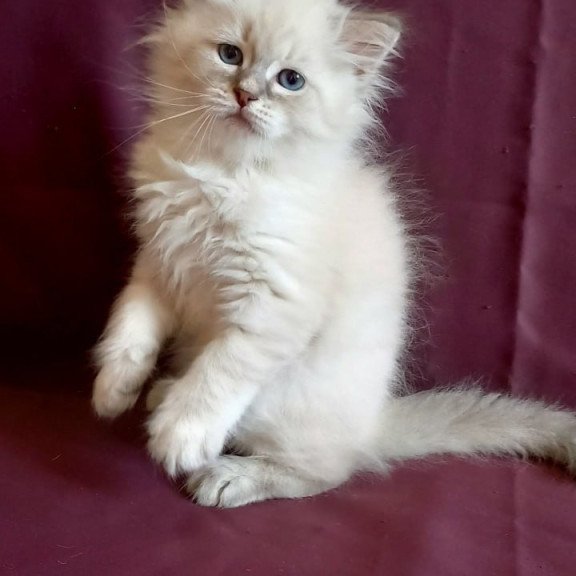 Siberian Medad